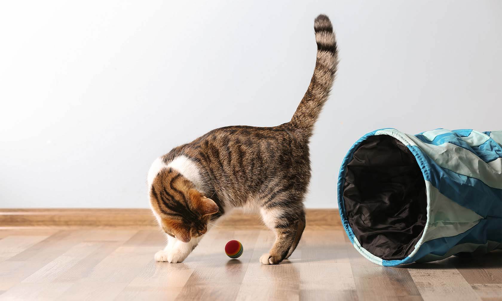 What to Buy for a New Cat | Zoetis Petcare