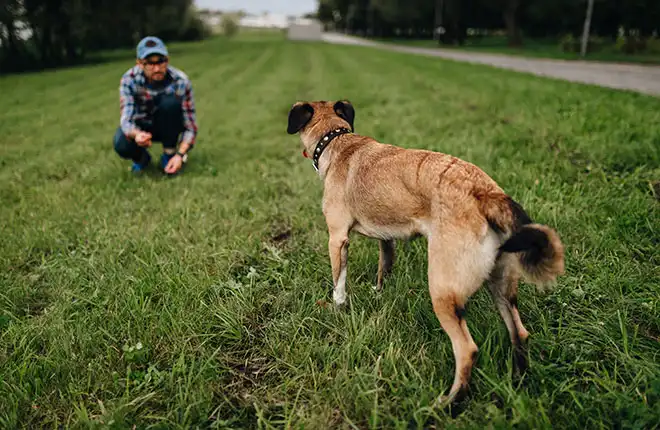 A man kneeling down next to a dog on a lush green field.