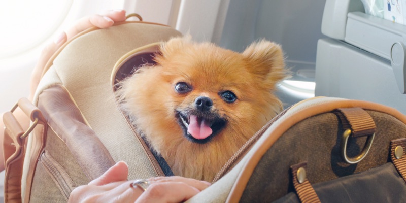 Tips for Holiday Travel with Your Pet