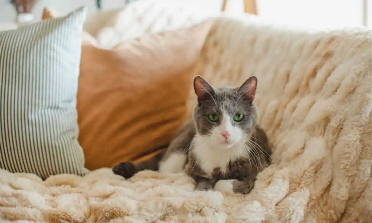 A gray and white cat sitting on top of a couch.