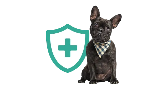 <span style="font-weight: 500">It's not just seasonal. Dogs can suffer from <span style="color: #CA006C">allergic itch year round</span> and require a long-lasting solution.</span>