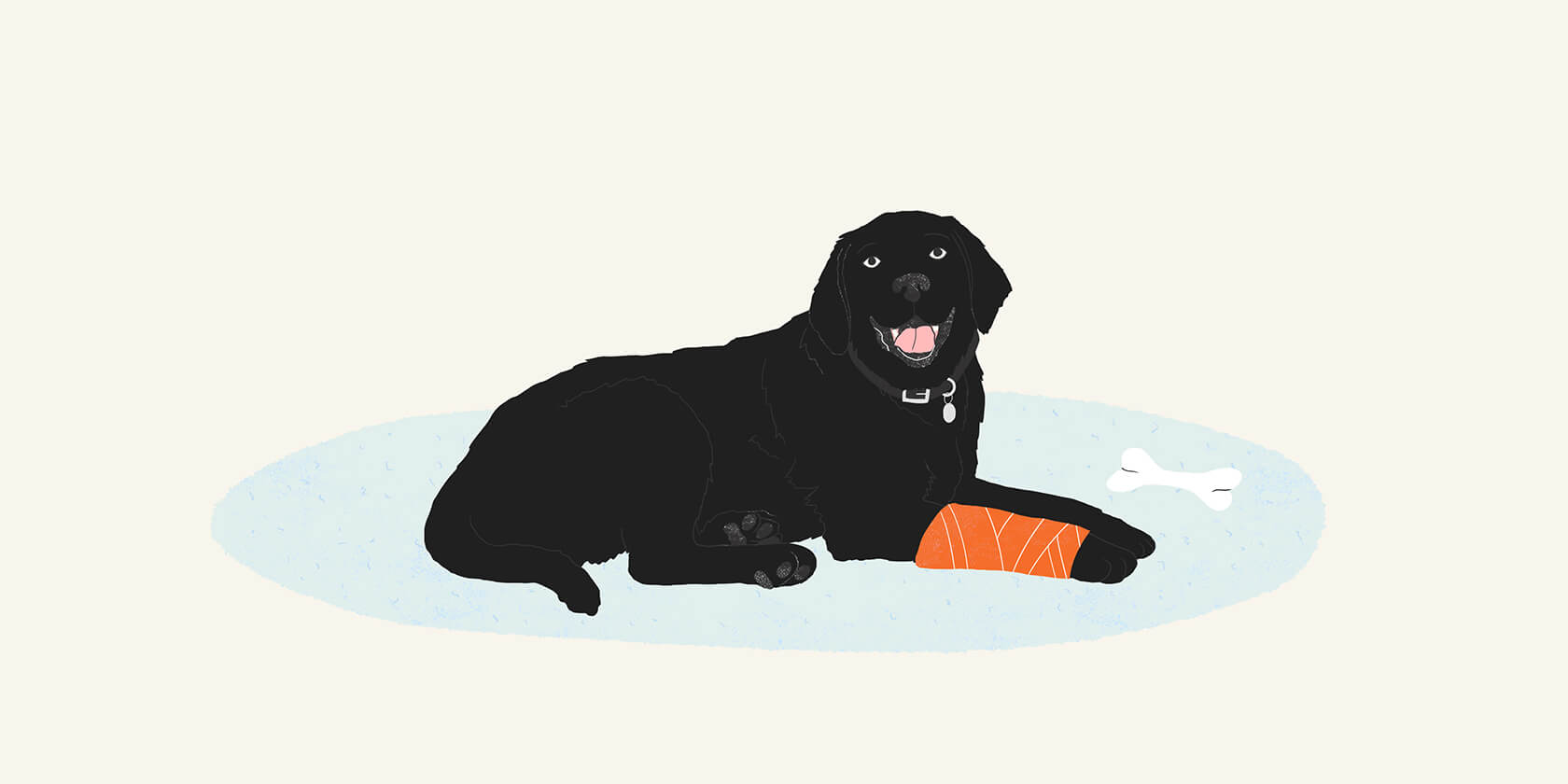 Black lab with a cast on 
