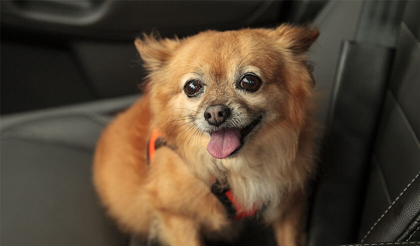 My Dog Gets Car Sick. What Should I Do?