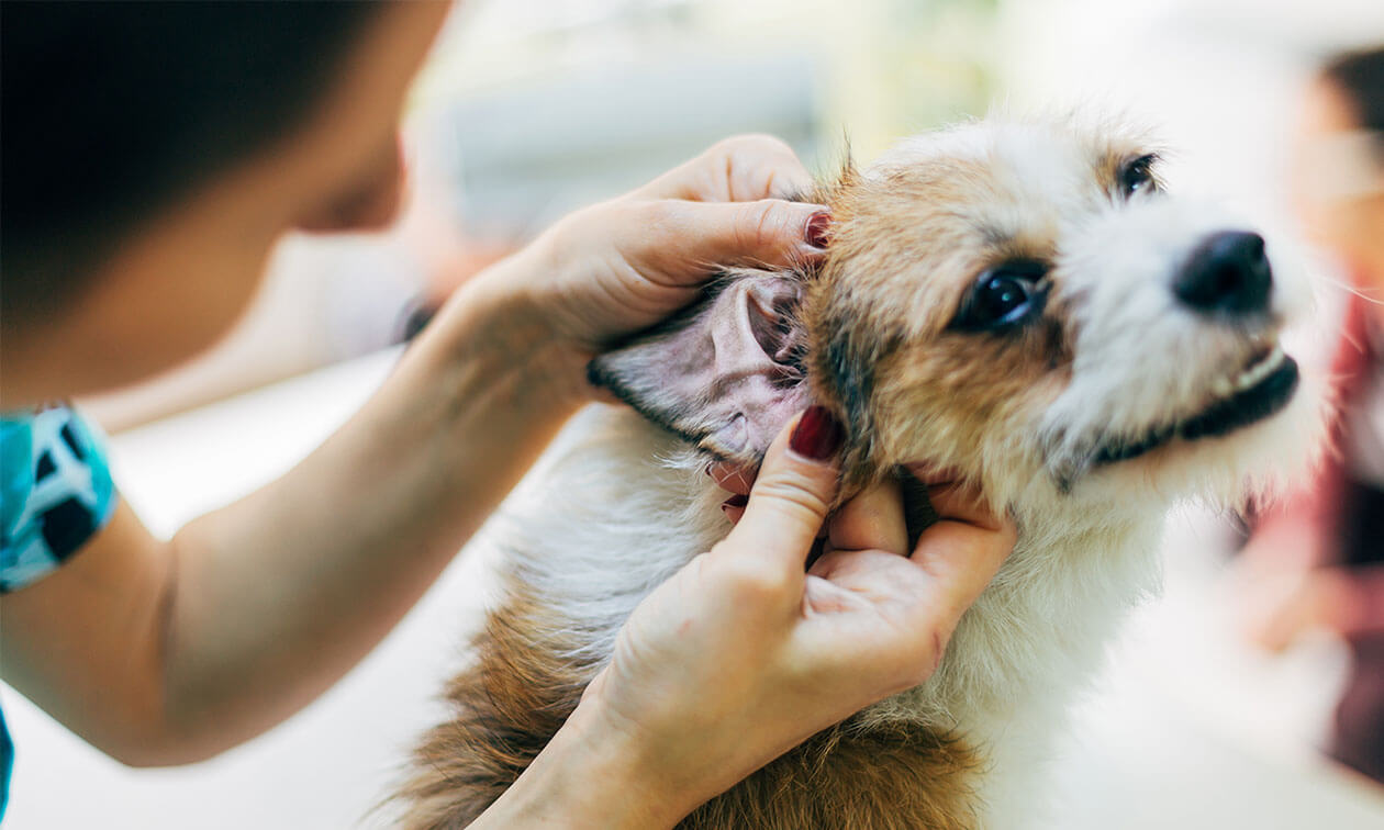 Share 130+ dog nail infection home remedy - ceg.edu.vn
