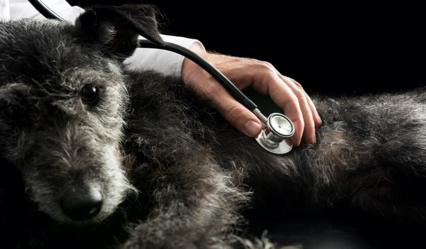 Signs of Congestive Heart Failure in Dogs