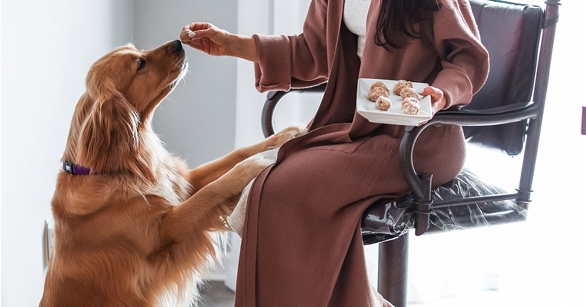 Treats for Pets When Are They Too Much? Zoetis Petcare