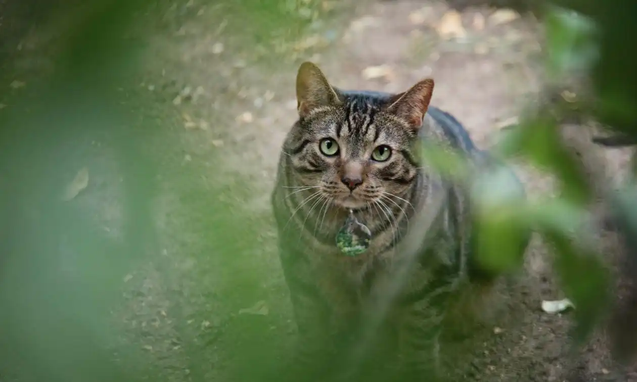 A cat is looking up at the camera.