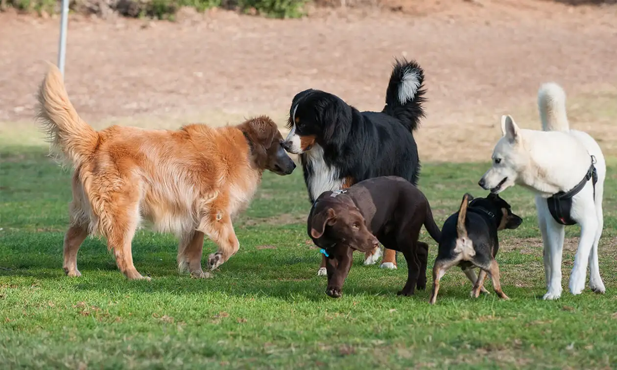 A group of dogs sniffing each other at a dog park.