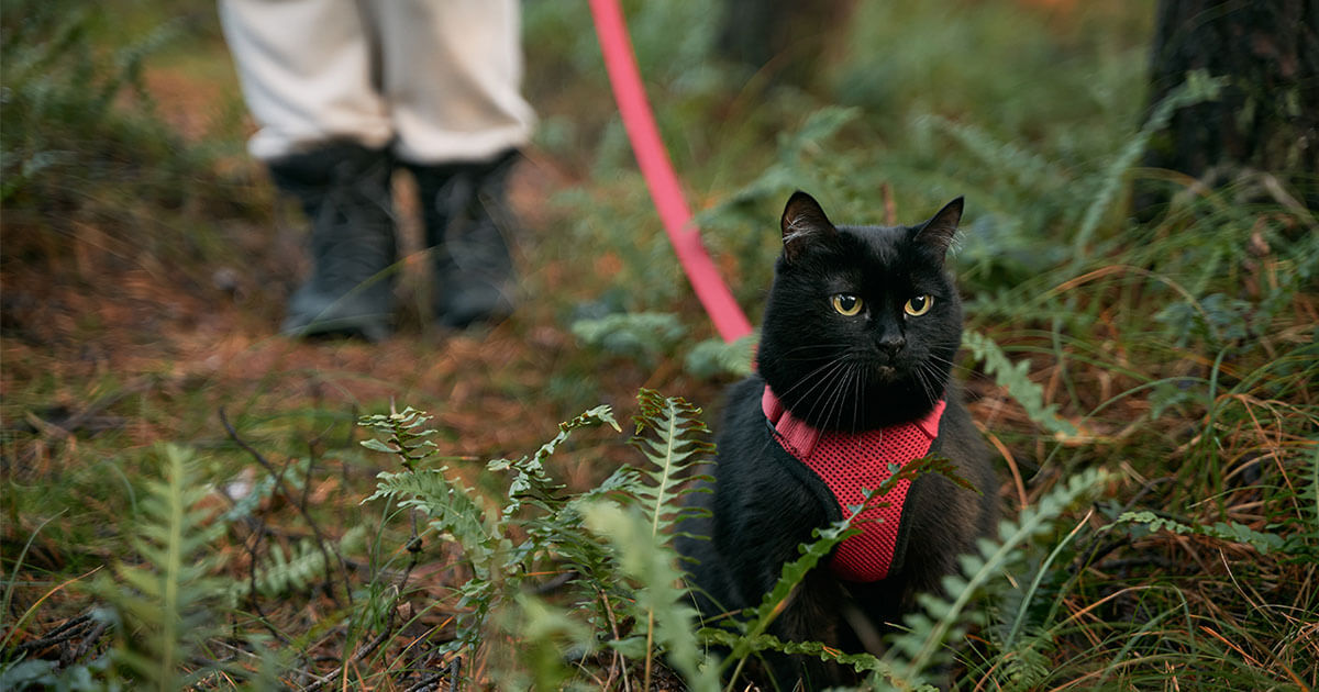 How To Leash Train a Cat Zoetis Petcare