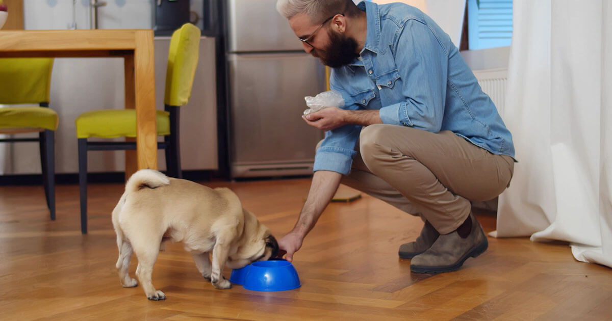 Can A Puppy Die From Overfeeding