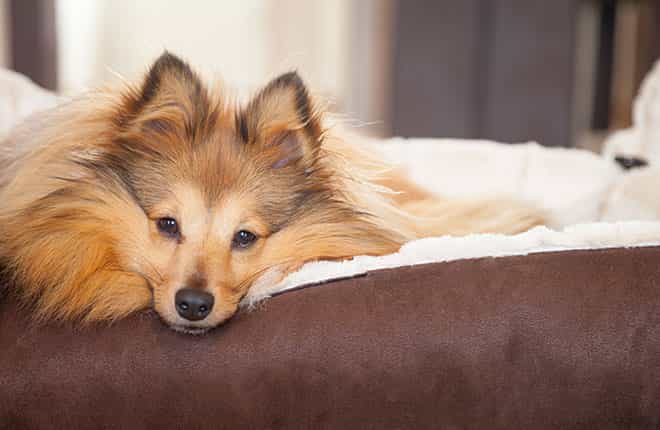 A brown and white dog laying on top of a brown couch.