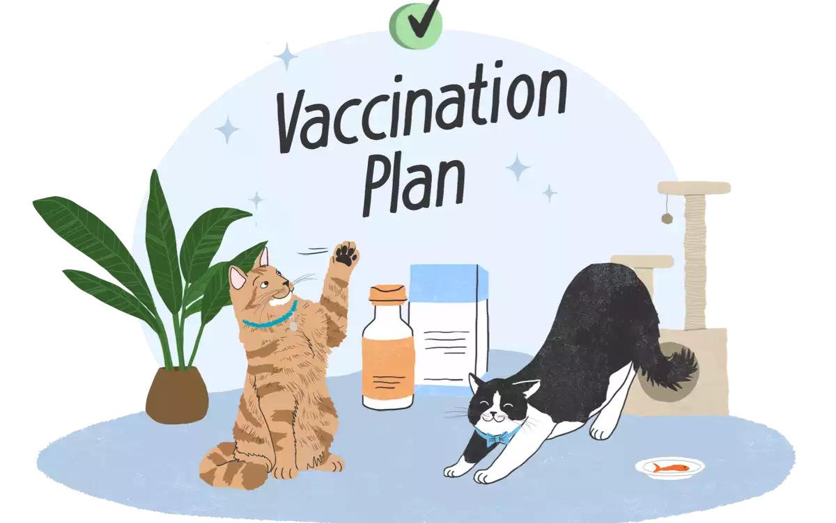 Vaccination Plan for Cats
