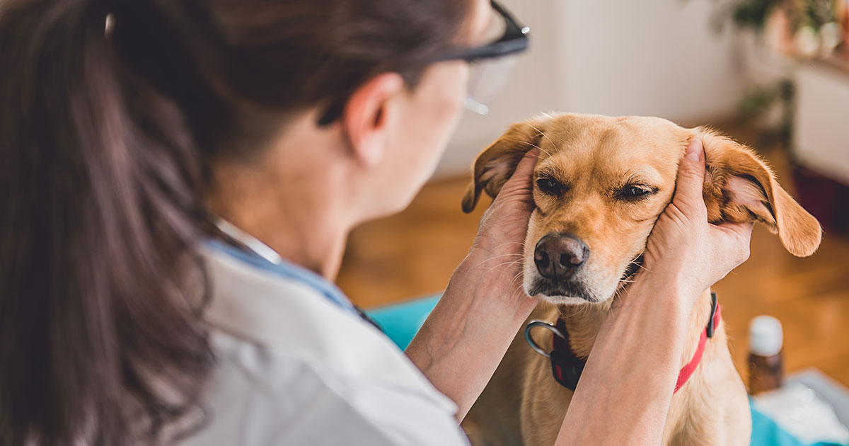 The Connection Between Your Dog's Ear Infections and Allergies | Zoetis  Petcare