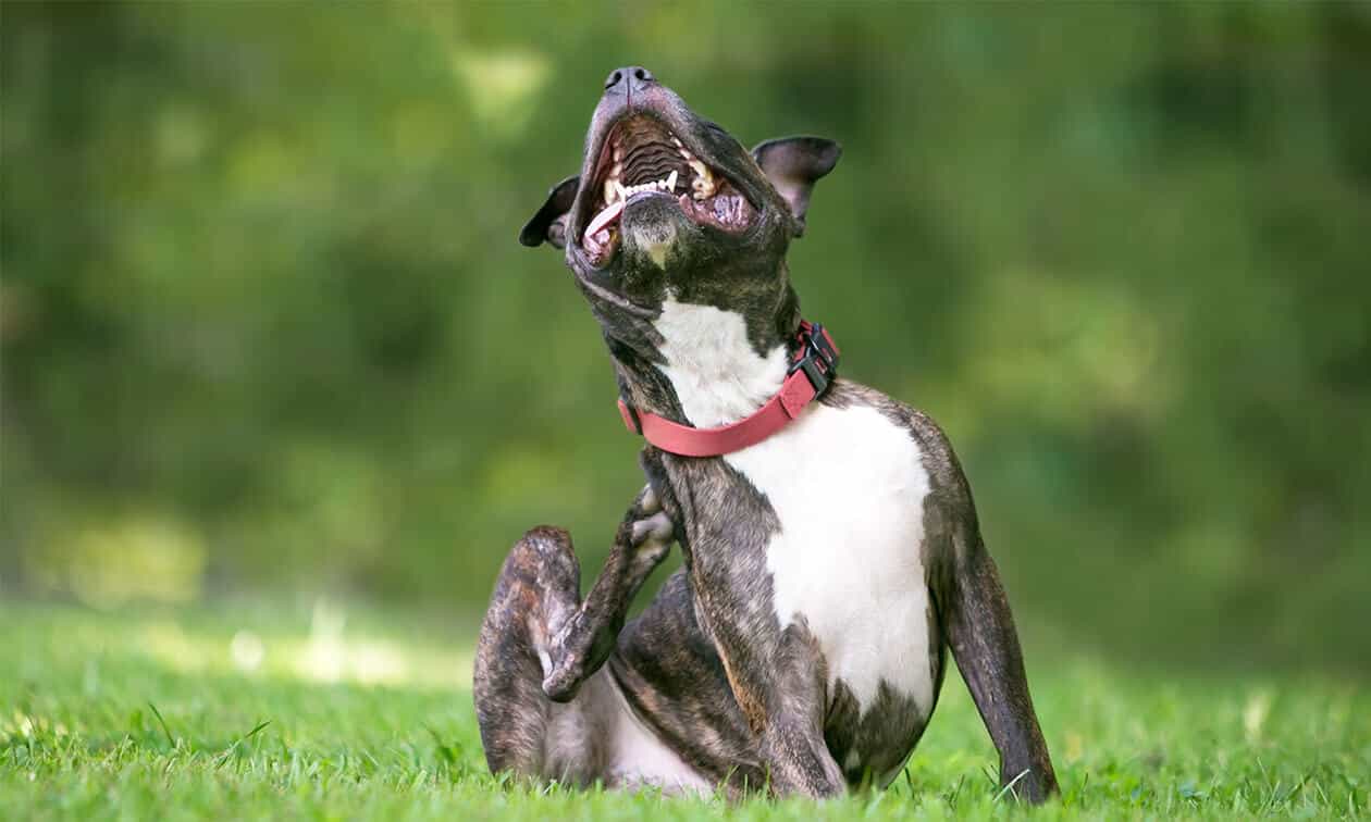 Black and white dog sitting outside scratching its neck.