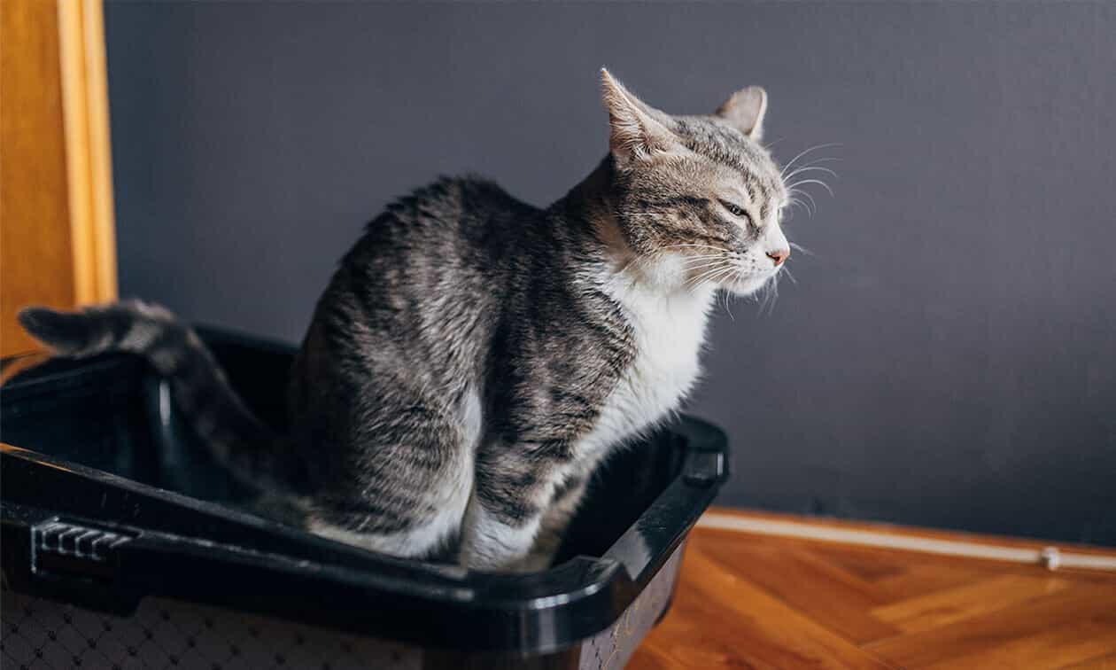 A cat sitting in a litter box.