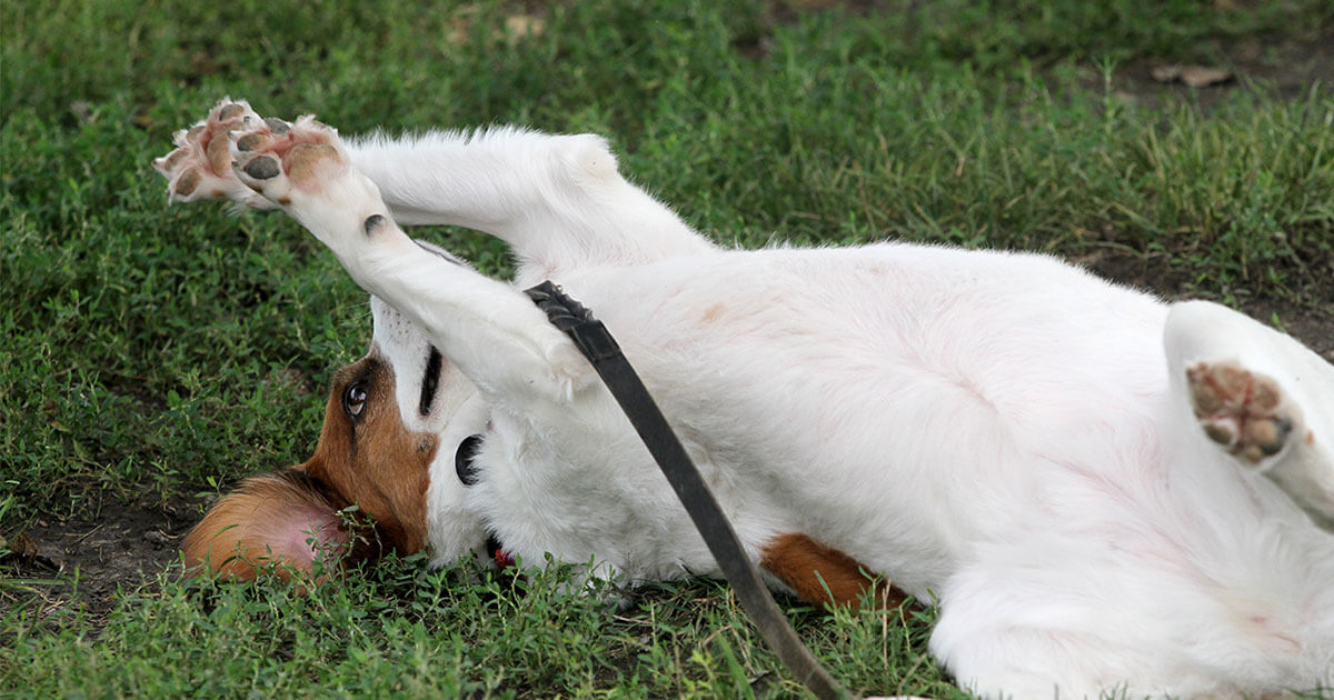 How To Teach a Dog To Roll Over Zoetis Petcare