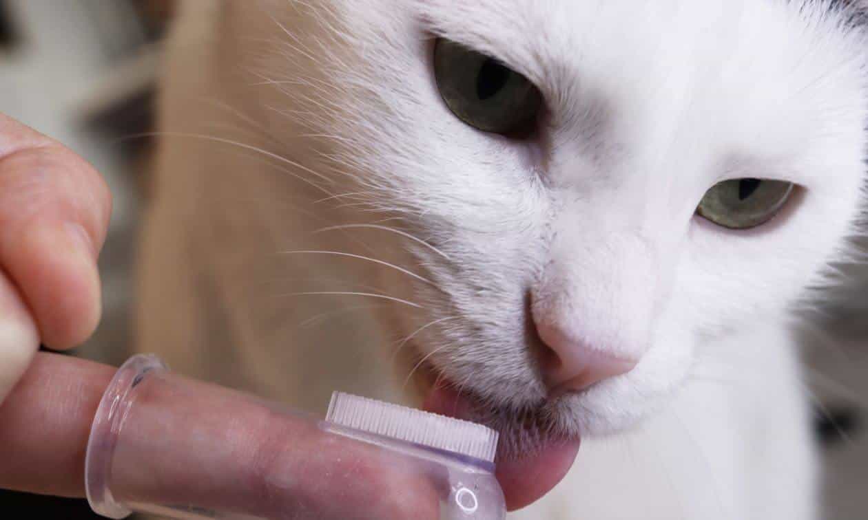 A white cat having their teeth brushed.