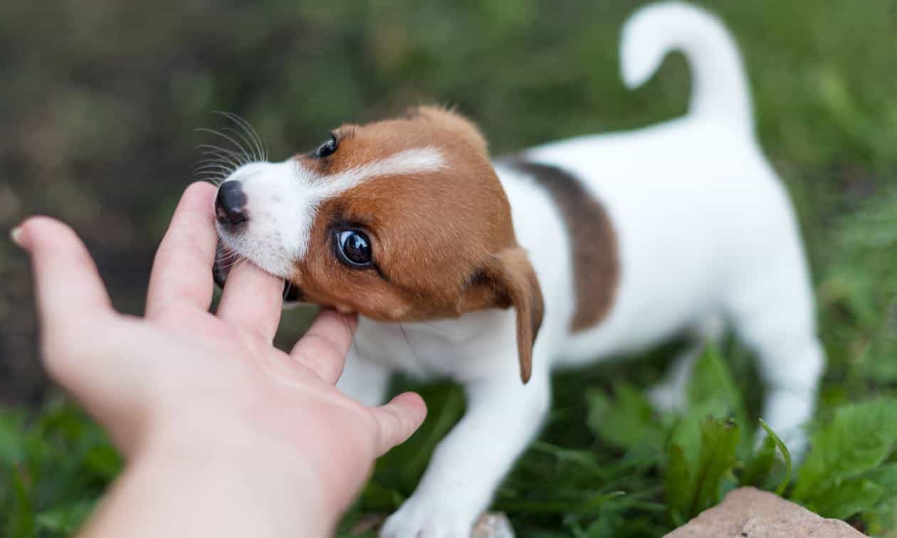 Puppy biting finger