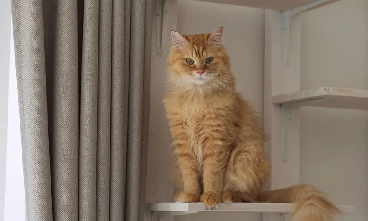An orange cat sitting on top of a shelf.