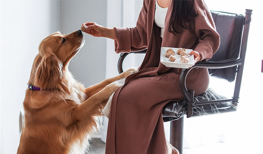 Treats for Pets: When Are They Too Much?