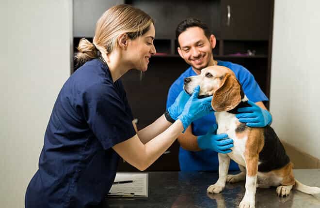 A dog being examined by a vet.
