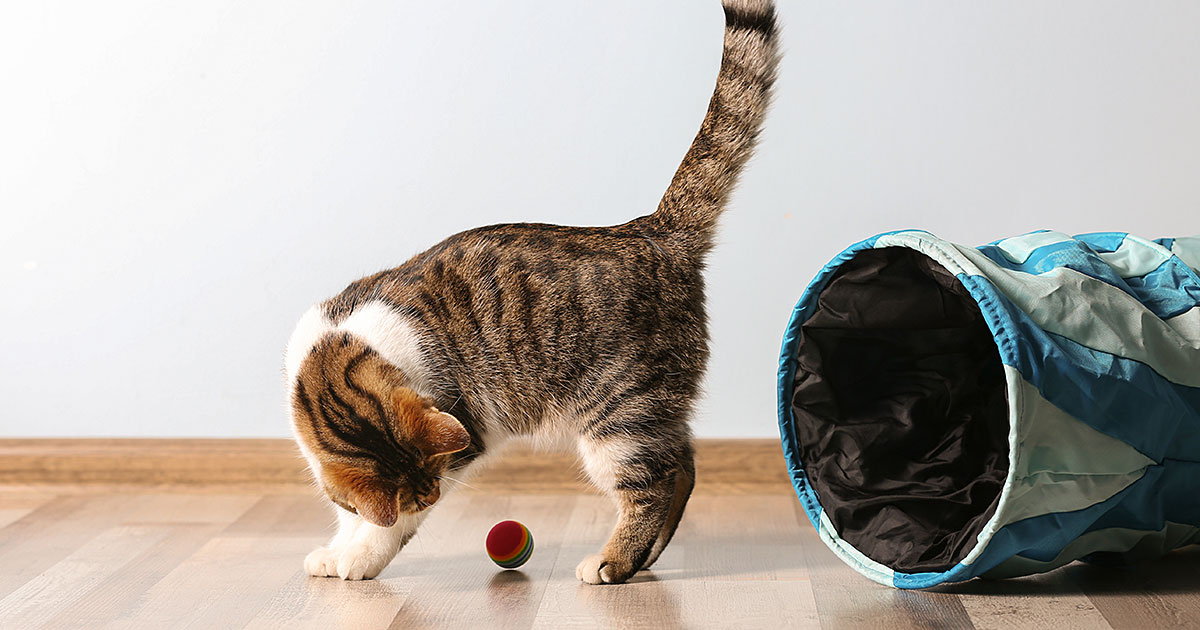 What to Buy for a New Cat Zoetis Petcare