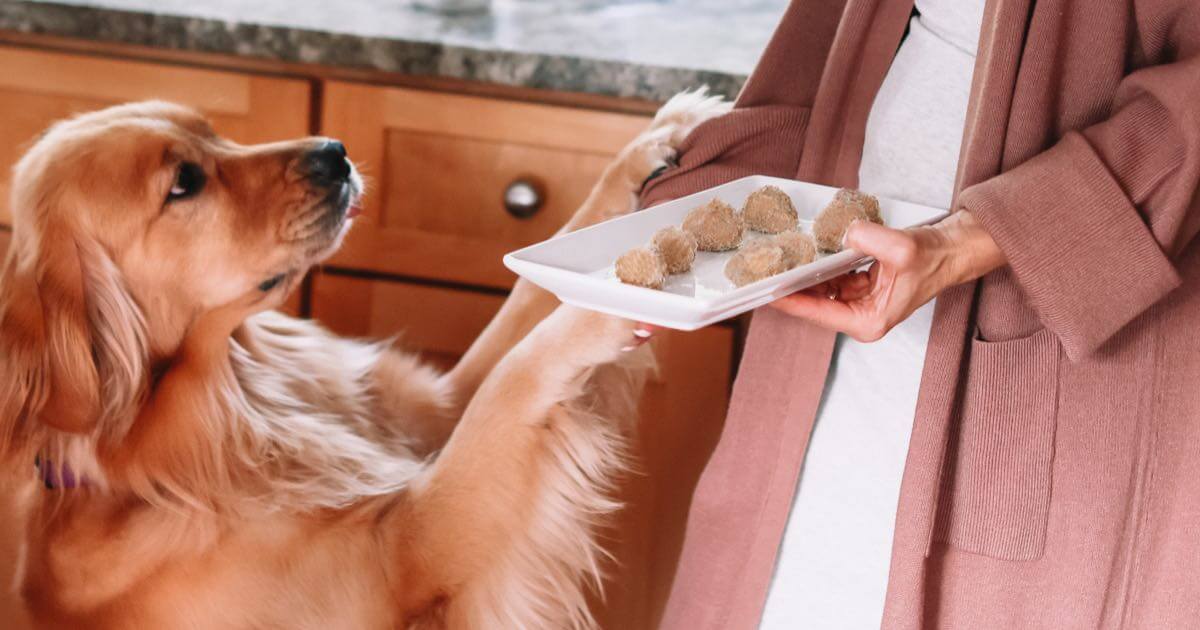 Homemade salmon treats top for dogs