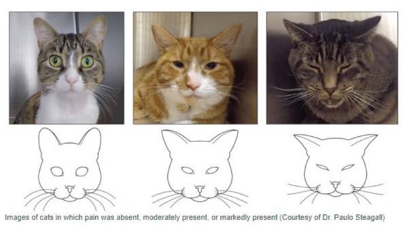Images of cats in which pain was absent, moderately present, or markedly present