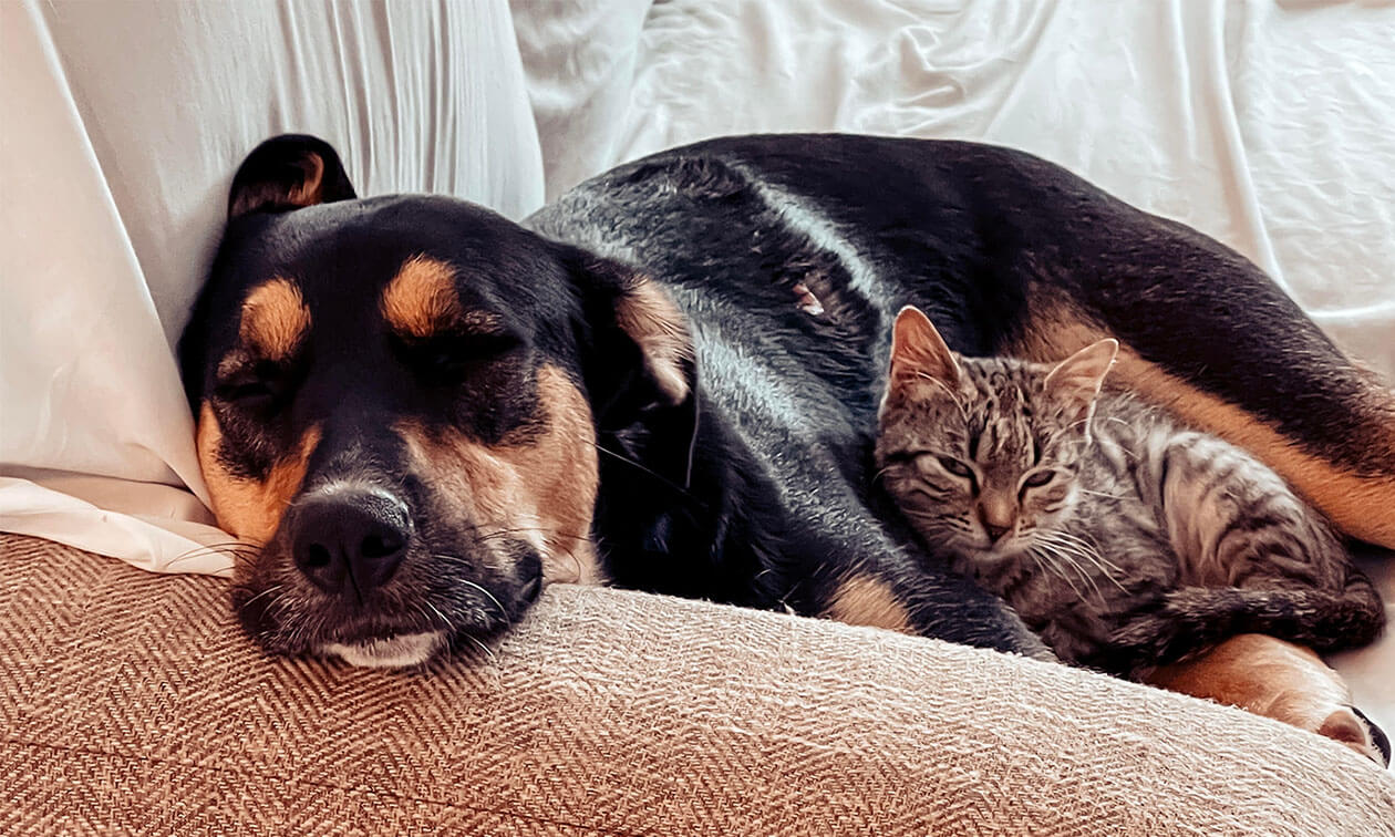 A dog and a cat sleeping on a couch.