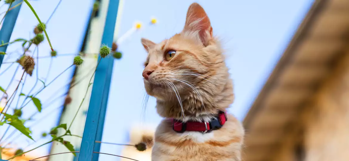 Never Miss a Dose & Stay on Track With Our Vaccine Schedule for Cats