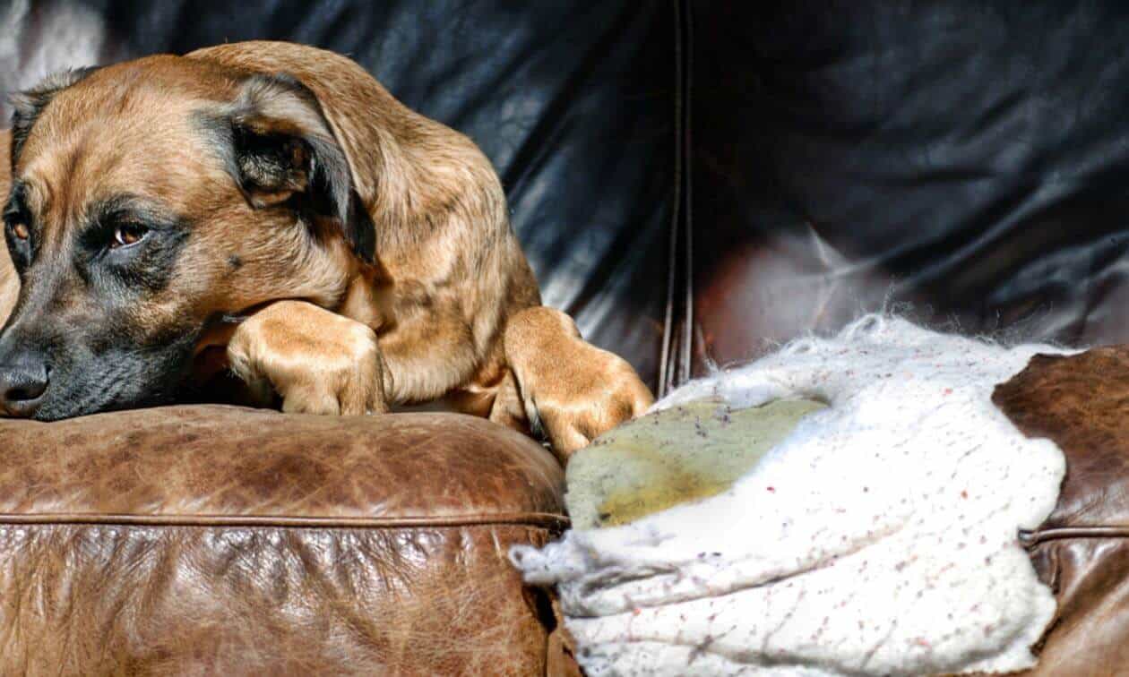A dog laying on top of a brown leather couch.