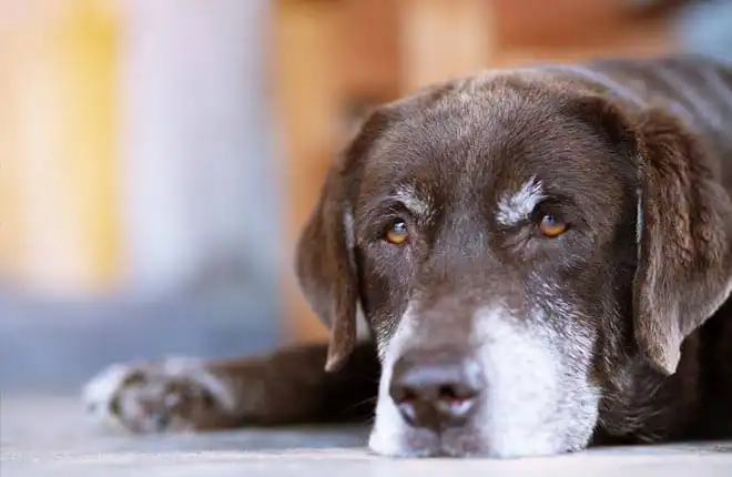 A close up of a dog laying on the ground.