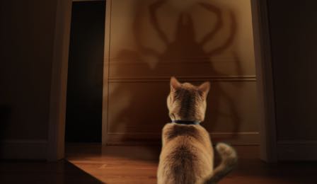 Cat looking at shadow of tick