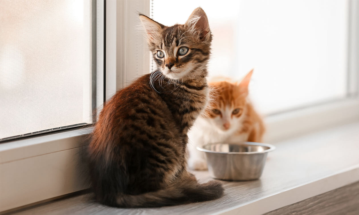 A couple of kittens sitting on the floor with a bowl.