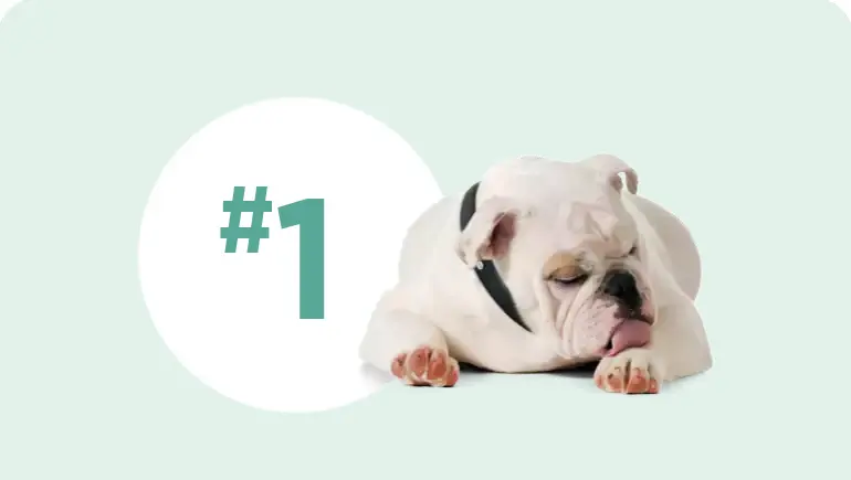 <span style="font-weight: 500">Allergic itch is a <span style="color: #CA006C">serious</span> medical condition that is  the <span style="color: #CA006C">#1 reason</span> dogs are brought to the vet<sup>1</sup></span>