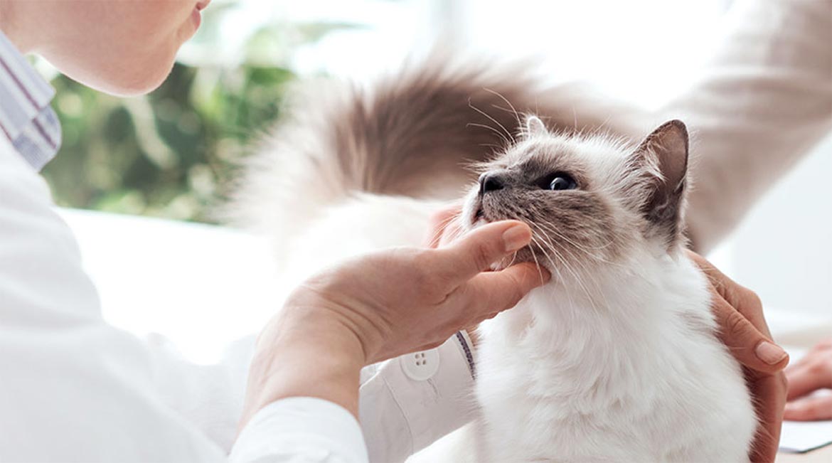 Examining and medicating a cat's eyes