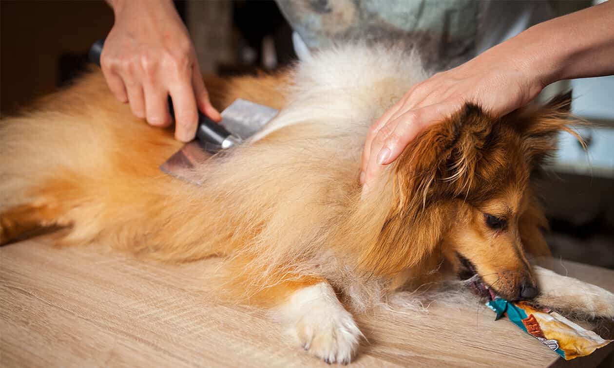 A Shetland Sheepdog getting brushed