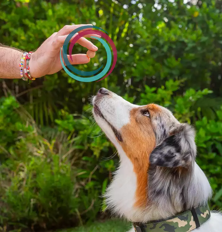 Get The Chew That’s Protected 15 Million Dogs, and Counting<sup>2</sup>