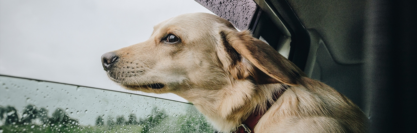 Golden retriever looking out of halfway open car window on a rainy day.