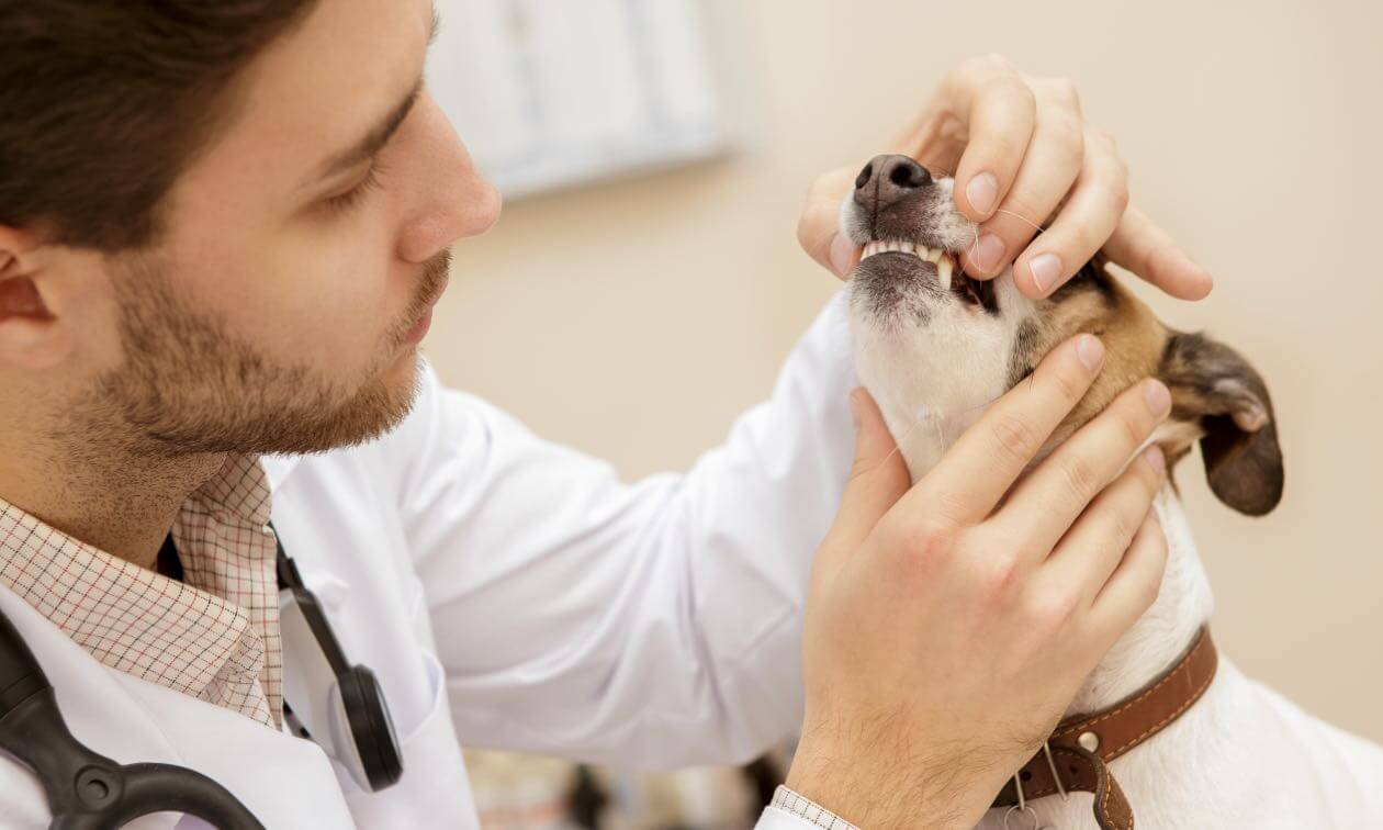 Dentist examining a dog