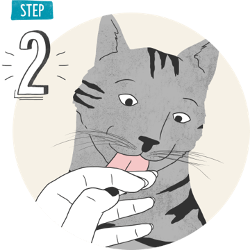 How to brush cats teeth step 2