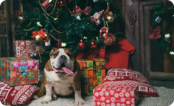 Pug sitting next to Christmas Tree