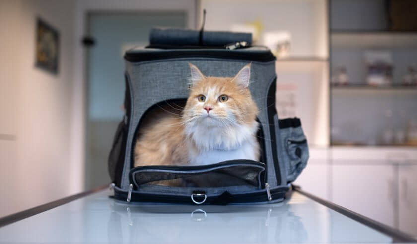 How to Get Your Cat into Their Carrier