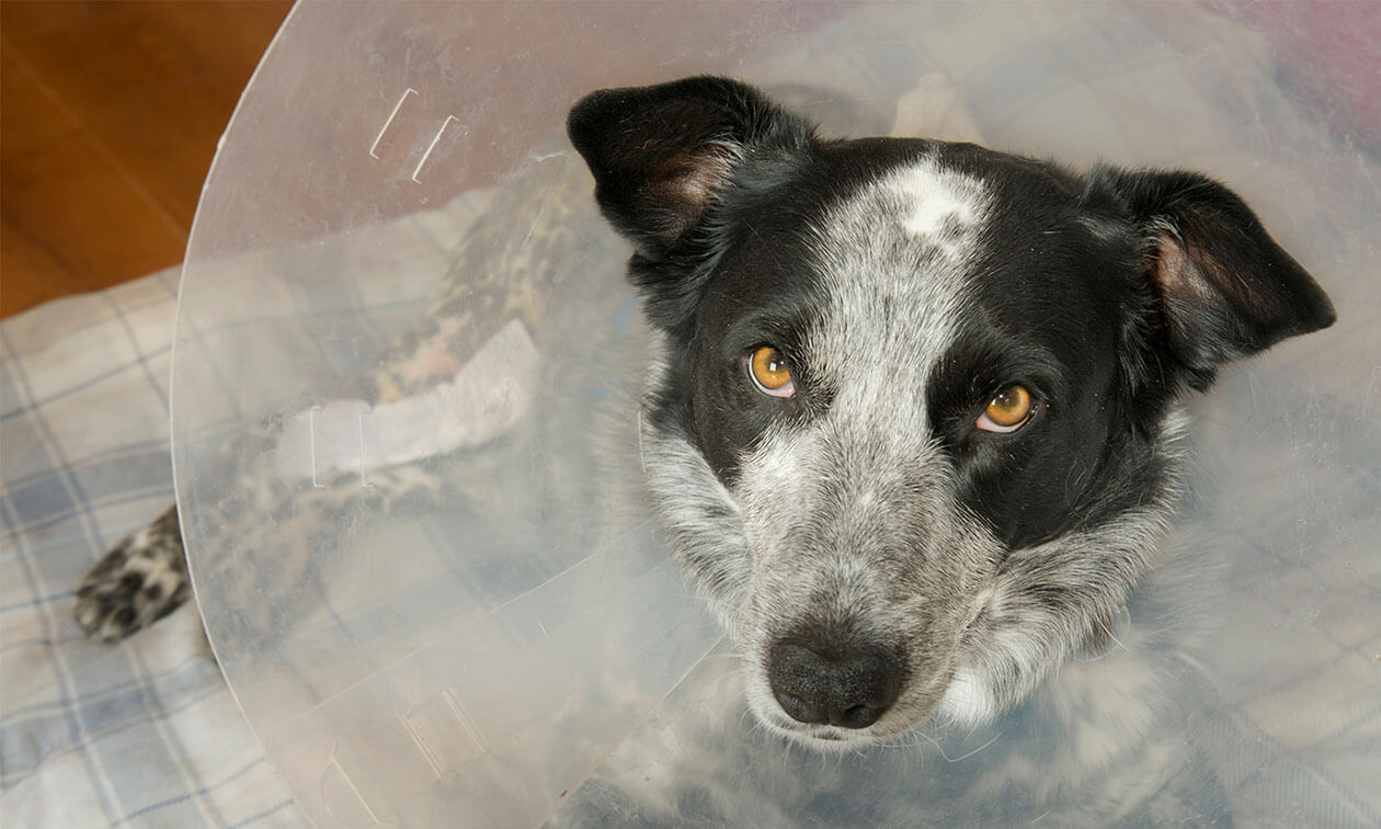 A black and white dog with a cone on its head.