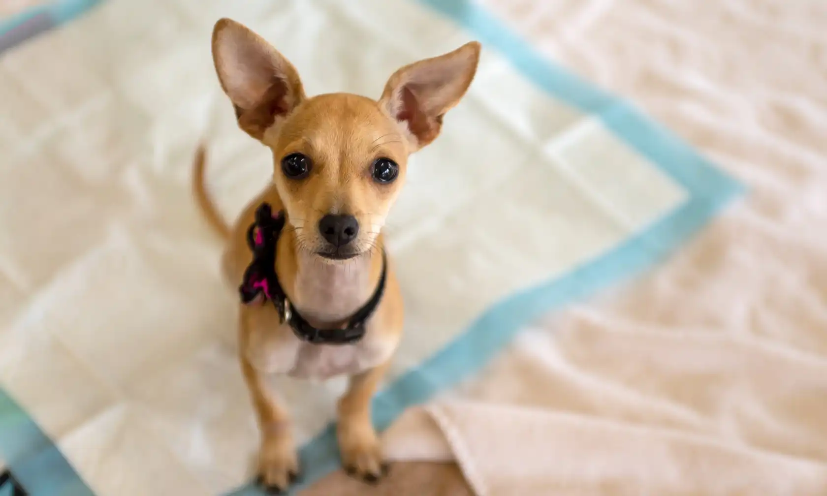 Dog sitting on potty pad