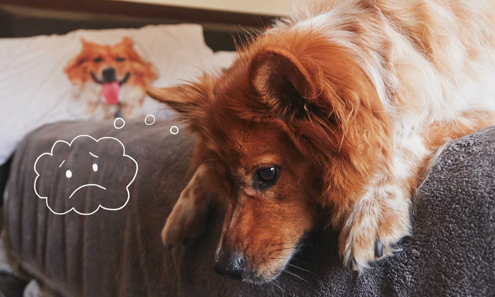 Dog laying on a bed