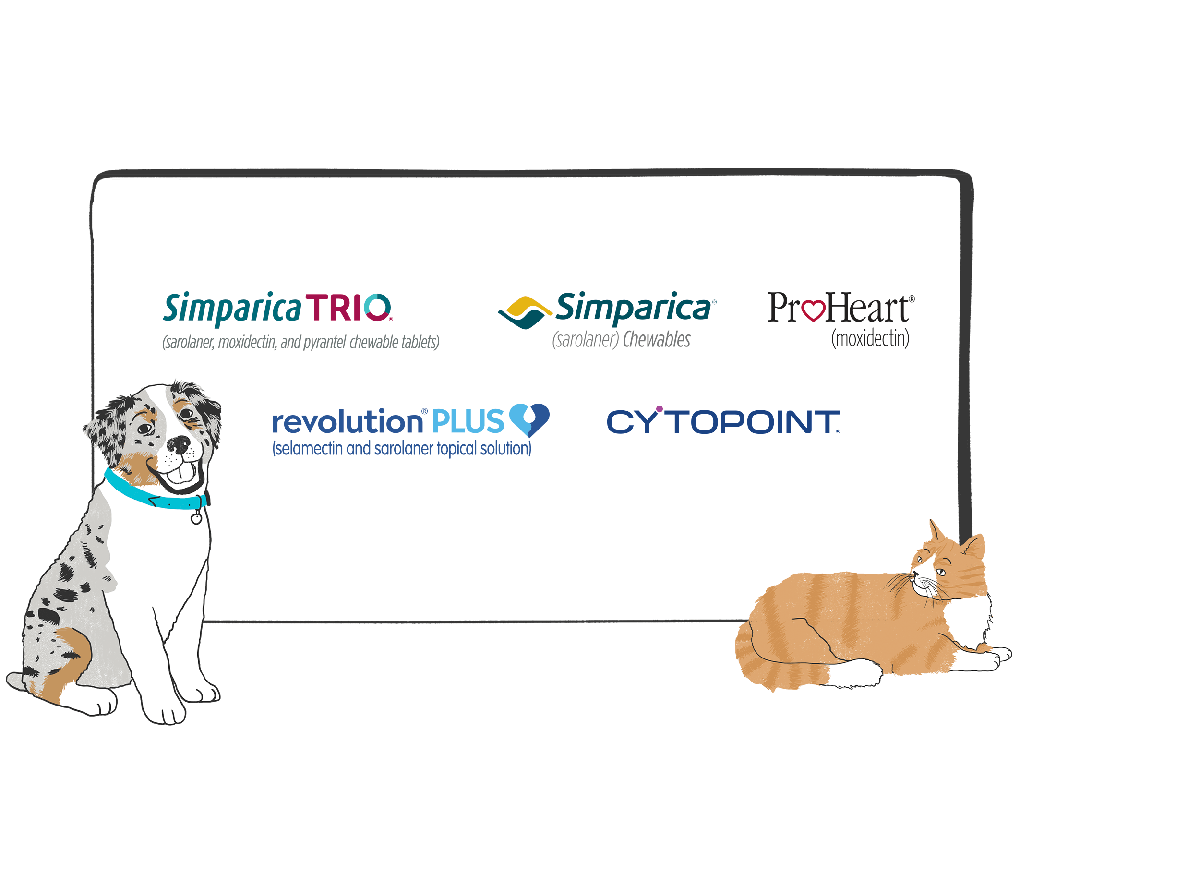 Keep Up to Date With Your Pet's Medication Zoetis Petcare