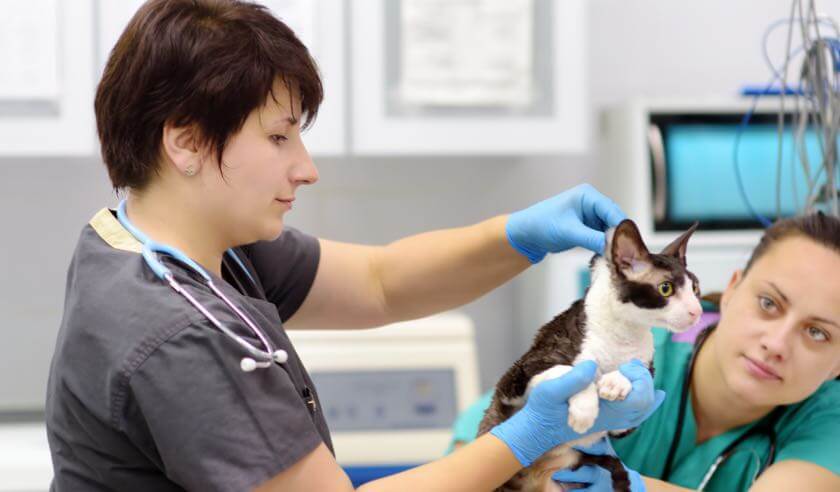 A Look Into Your Veterinary Healthcare Team