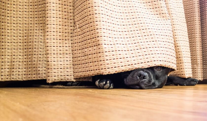 Is Your Dog Scared of Fireworks? Here’s What to Do.