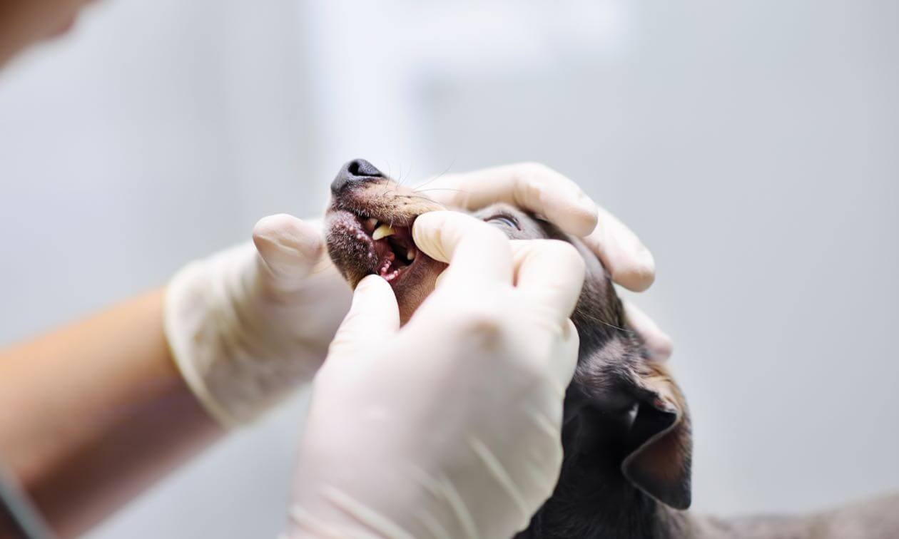 what happens if your dog breaks a tooth